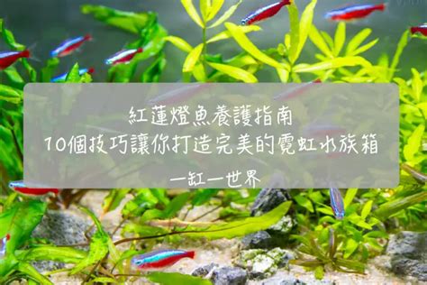 燈魚混養|紅蓮燈魚養護指南：10個技巧讓你打造完美的霓虹水族箱